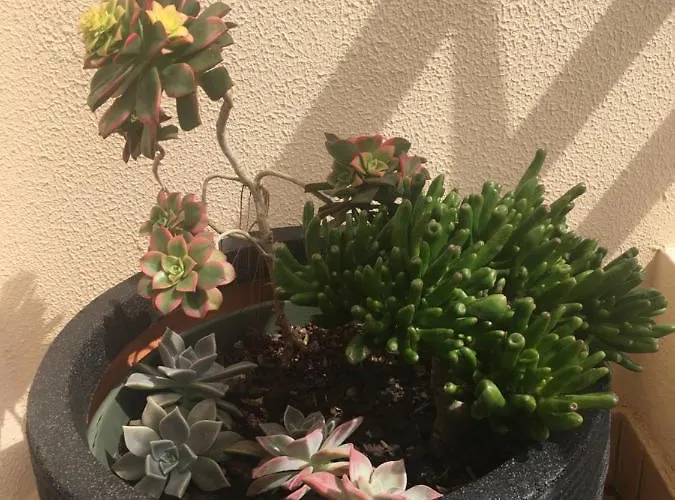 Appartement Garajau Terrace Adventure-pool And Free Parking